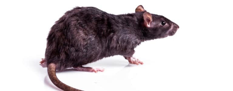 Ratten im Garten